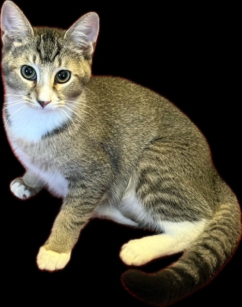 Pippa, a Domestic Short Hair (short coat) cat for adoption in Herndon, VA, photo 1 of 3
