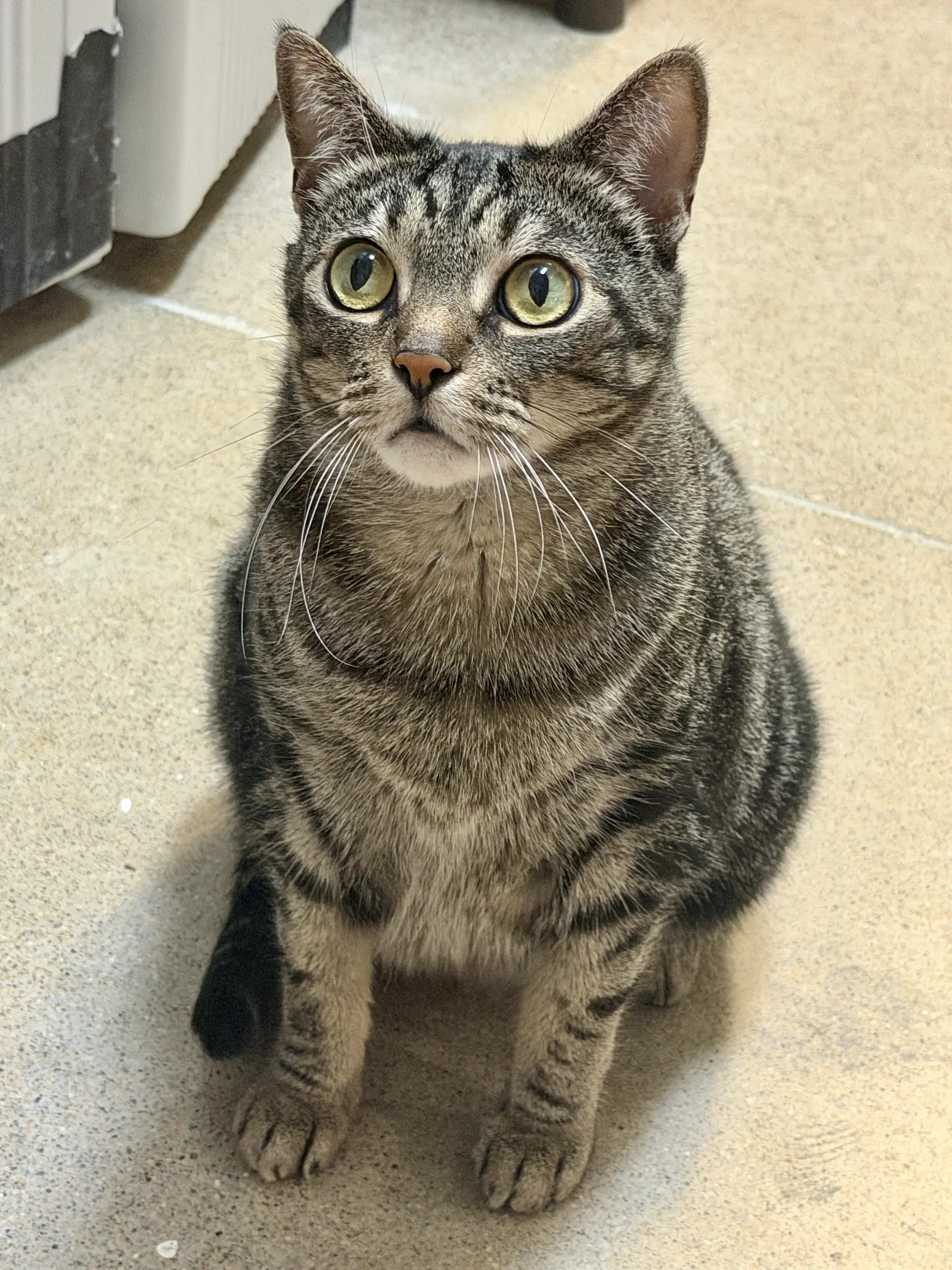Geebee - Domestic Short Hair