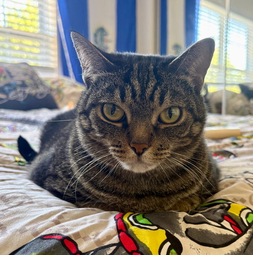 Geebee - Sponsored adoption fee!, a Domestic Short Hair (short coat) cat for adoption in Herndon, VA, photo 1 of 4