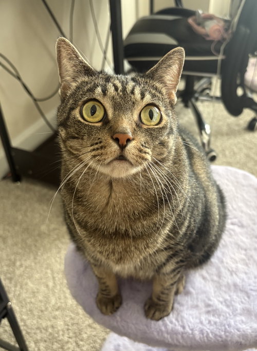 Geebee - Sponsored adoption fee!, Domestic Short Hair (short coat)