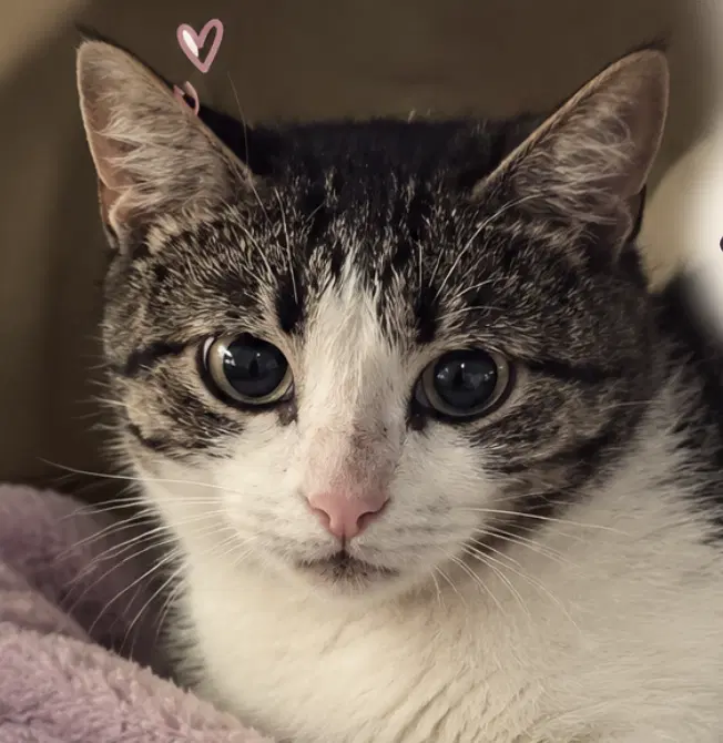 Aniya  Mini Bonded - Domestic Short Hair