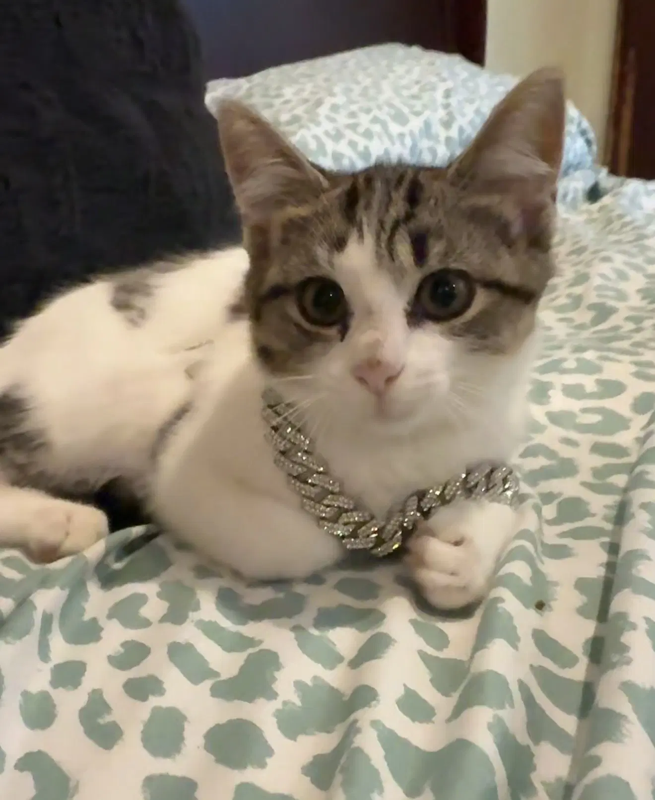 Mini - Domestic Short Hair