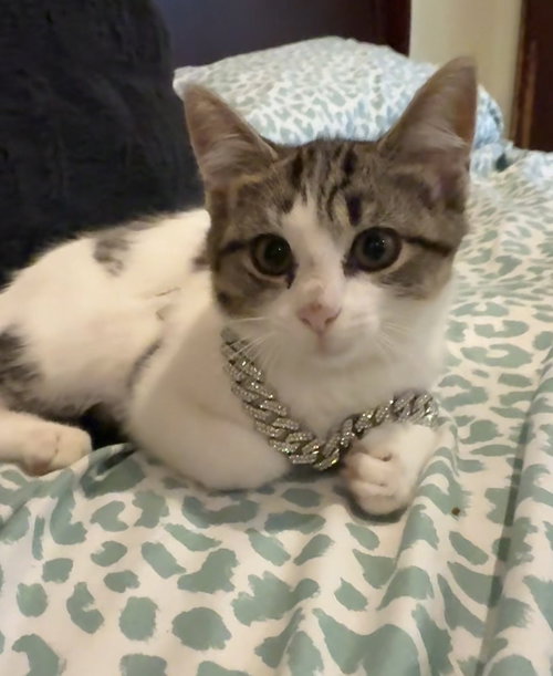Mini, a cat for adoption from Fancy Cats Rescue Team