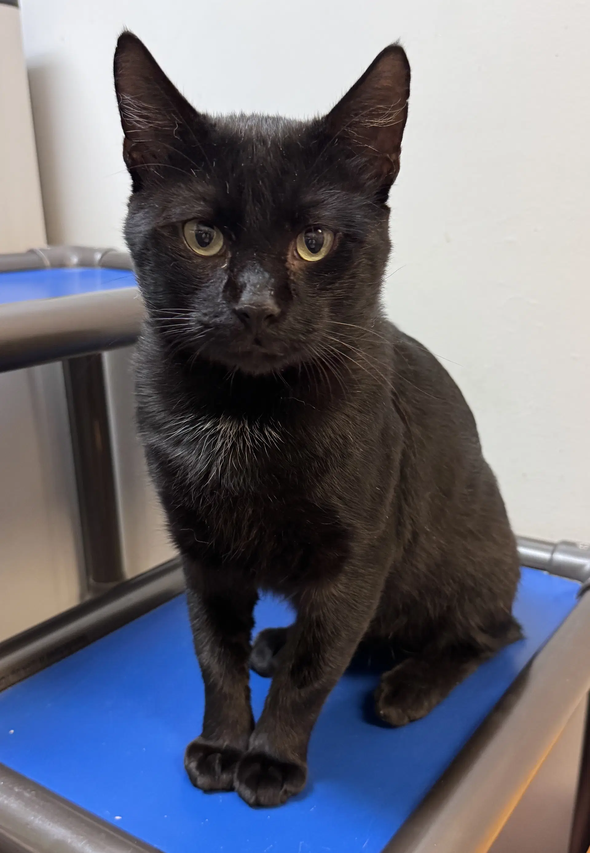 Bob Bobtail - Domestic Short Hair