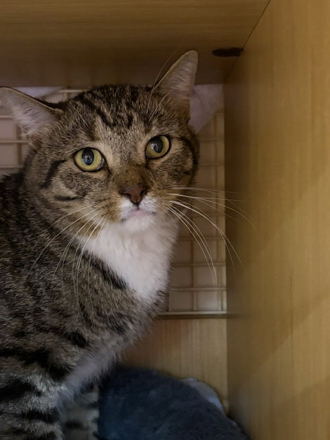 Charlie, cat