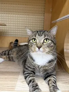 Charlie - Domestic Short Hair