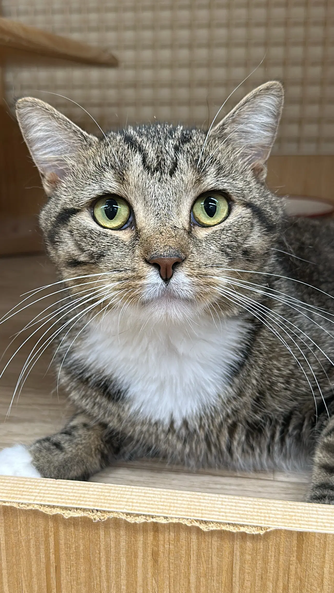 Charlie image 3