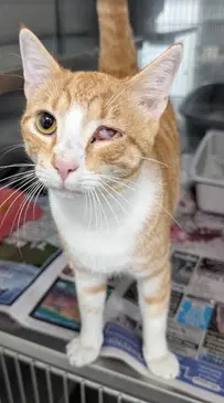 Kip - Domestic Short Hair