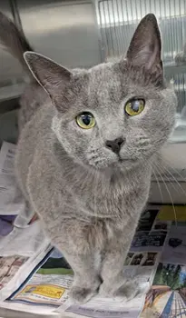 Fisher Polydactyl - Russian Blue