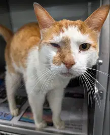 Duncan - Domestic Short Hair