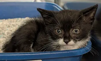 Purrcy - Domestic Short Hair