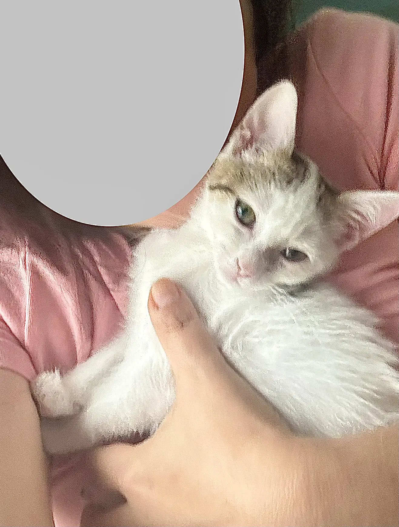 Mochi - Domestic Short Hair