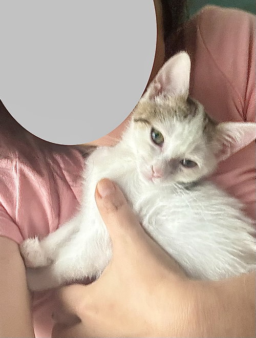 Mochi, a cat for adoption from Fancy Cats Rescue Team