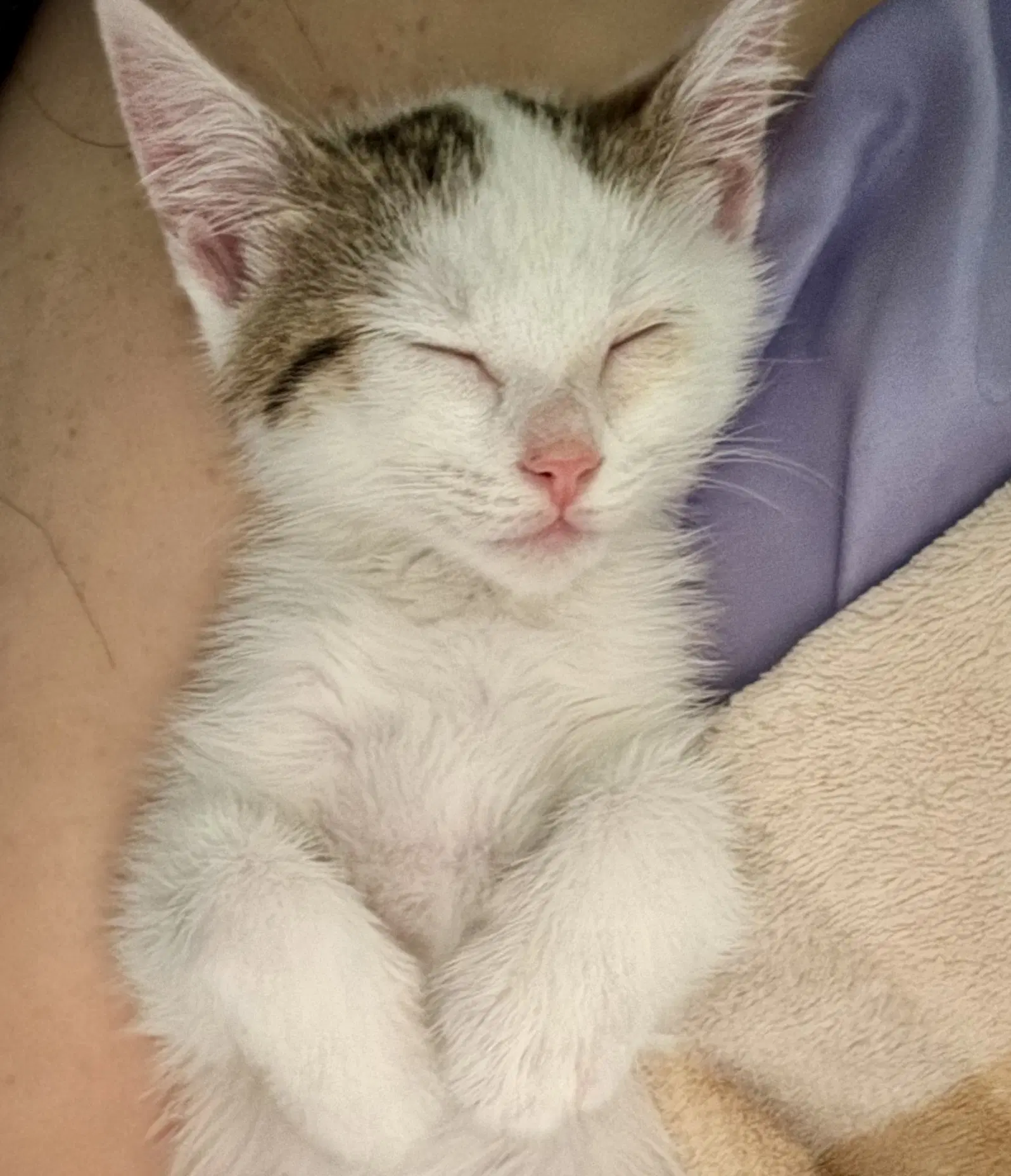 Mochi image 2