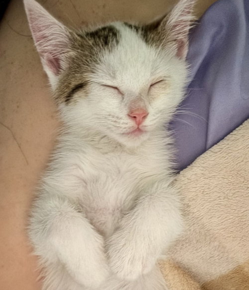Photo 2 of Mochi