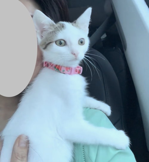 Mochi, a Domestic Short Hair (short coat) cat for adoption in Herndon, VA, photo 1 of 3