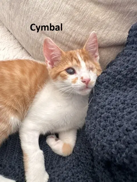 Cymbal Maestro  Viola Bonded image 2