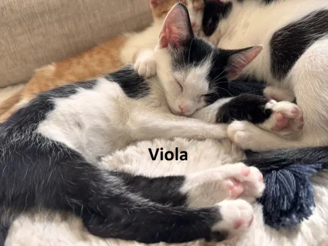 Cymbal Maestro  Viola Bonded image 4