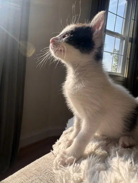 Maestro - Domestic Short Hair