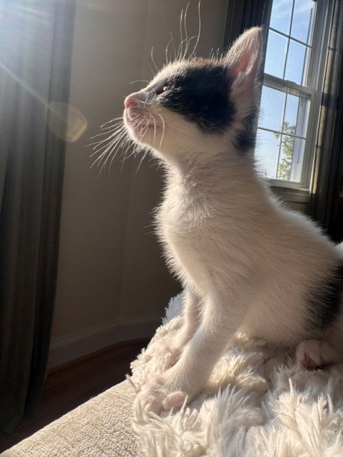 Maestro, a Domestic Short Hair (short coat) cat for adoption in Herndon, VA, photo 1 of 3