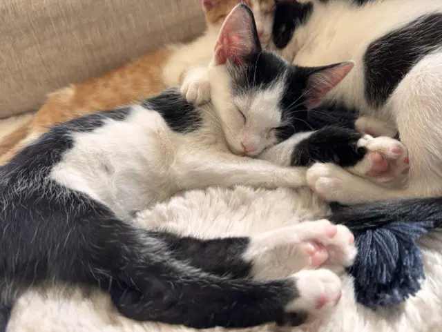 Viola - Domestic Short Hair