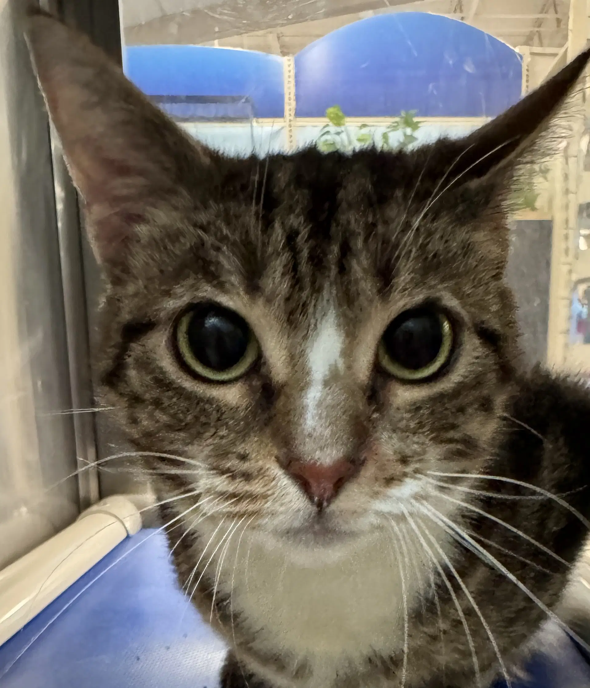 Henriette - Domestic Short Hair