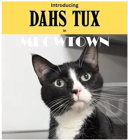 Dahs Tux - Domestic Short Hair