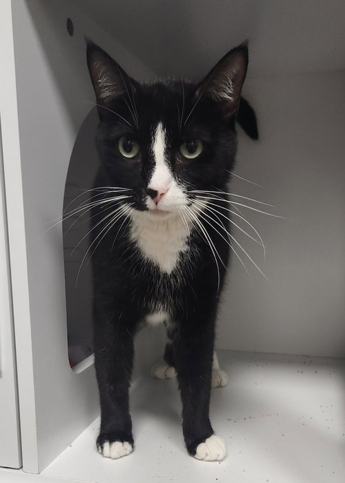 Photo 2 of Dahs Tux