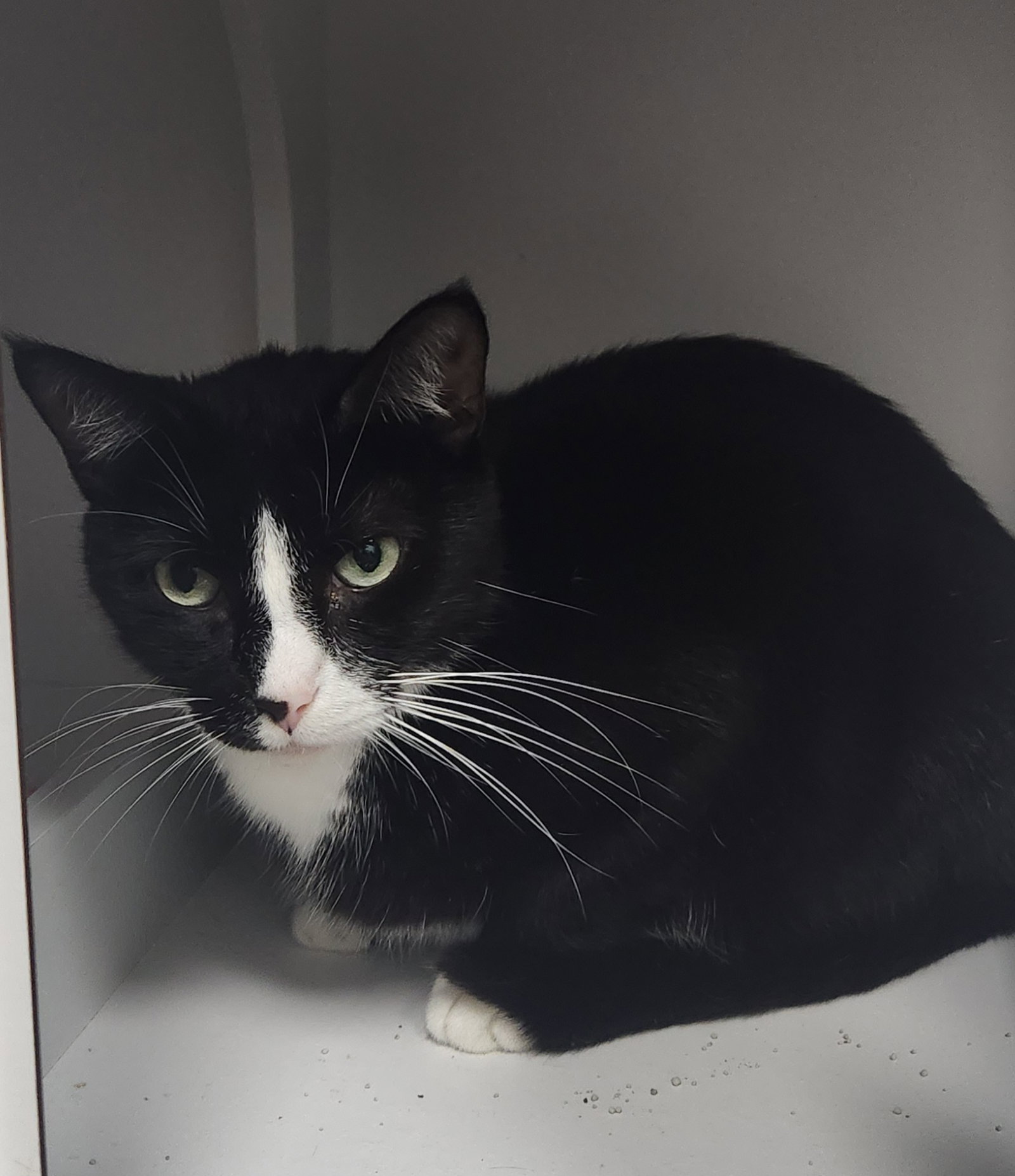 Dahs Tux, photo 3