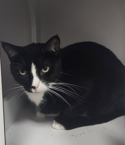 Photo 3 of Dahs Tux