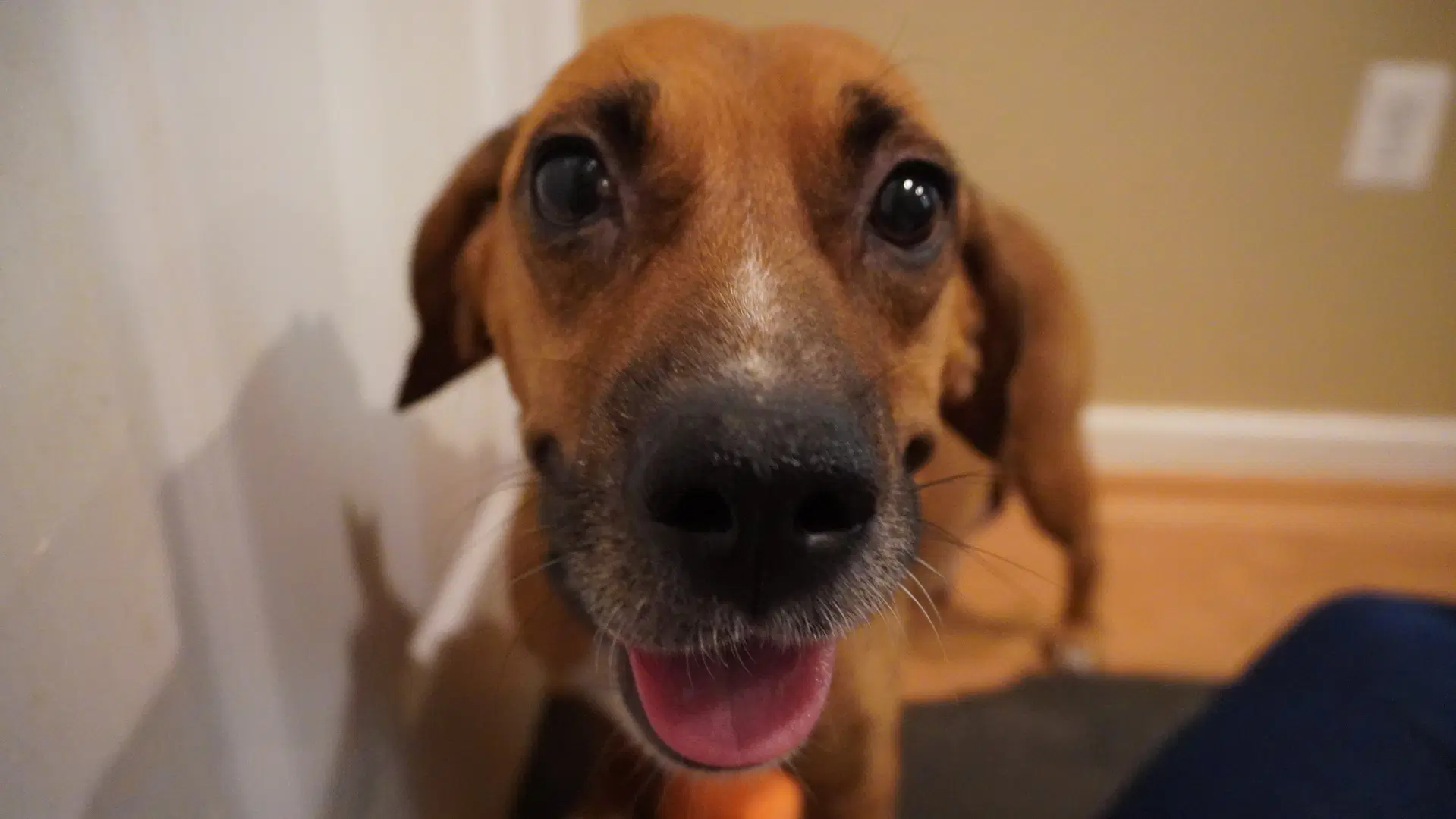 Hettie - Beagle