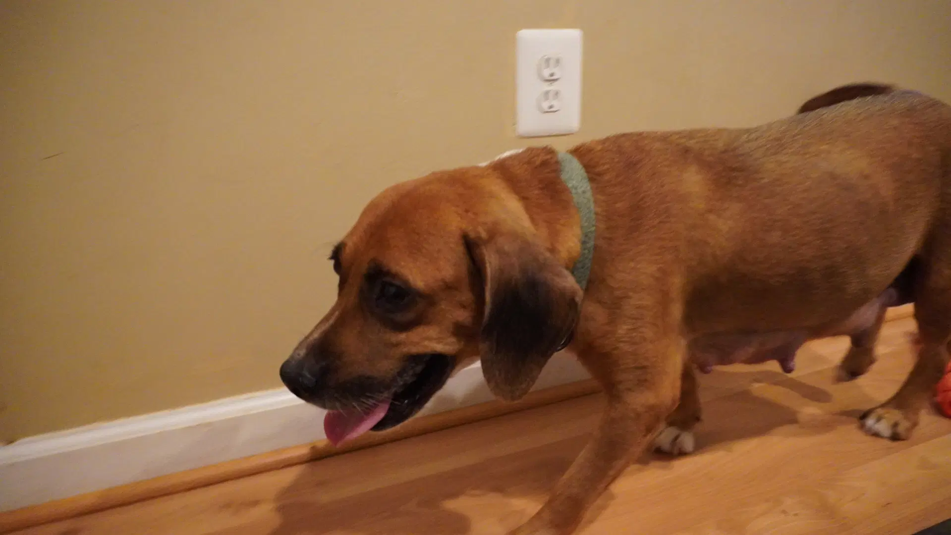 Hettie image 3