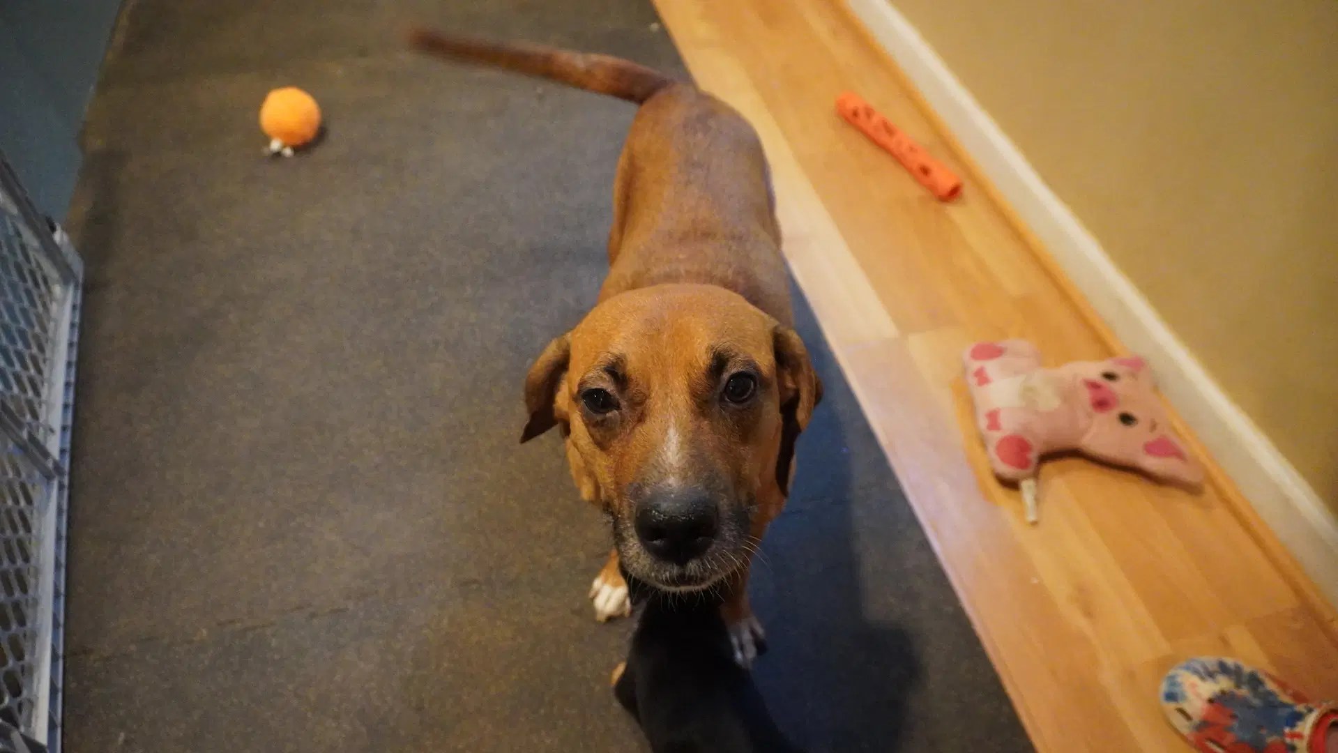 Hettie image 4
