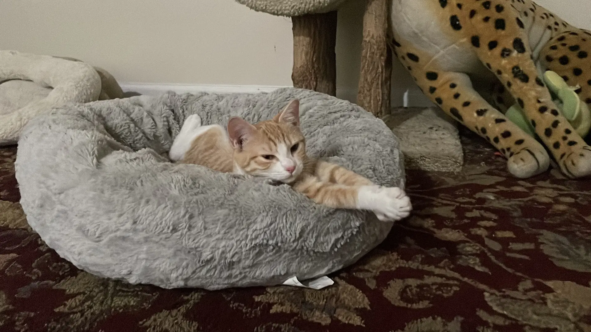 Wren - Domestic Short Hair