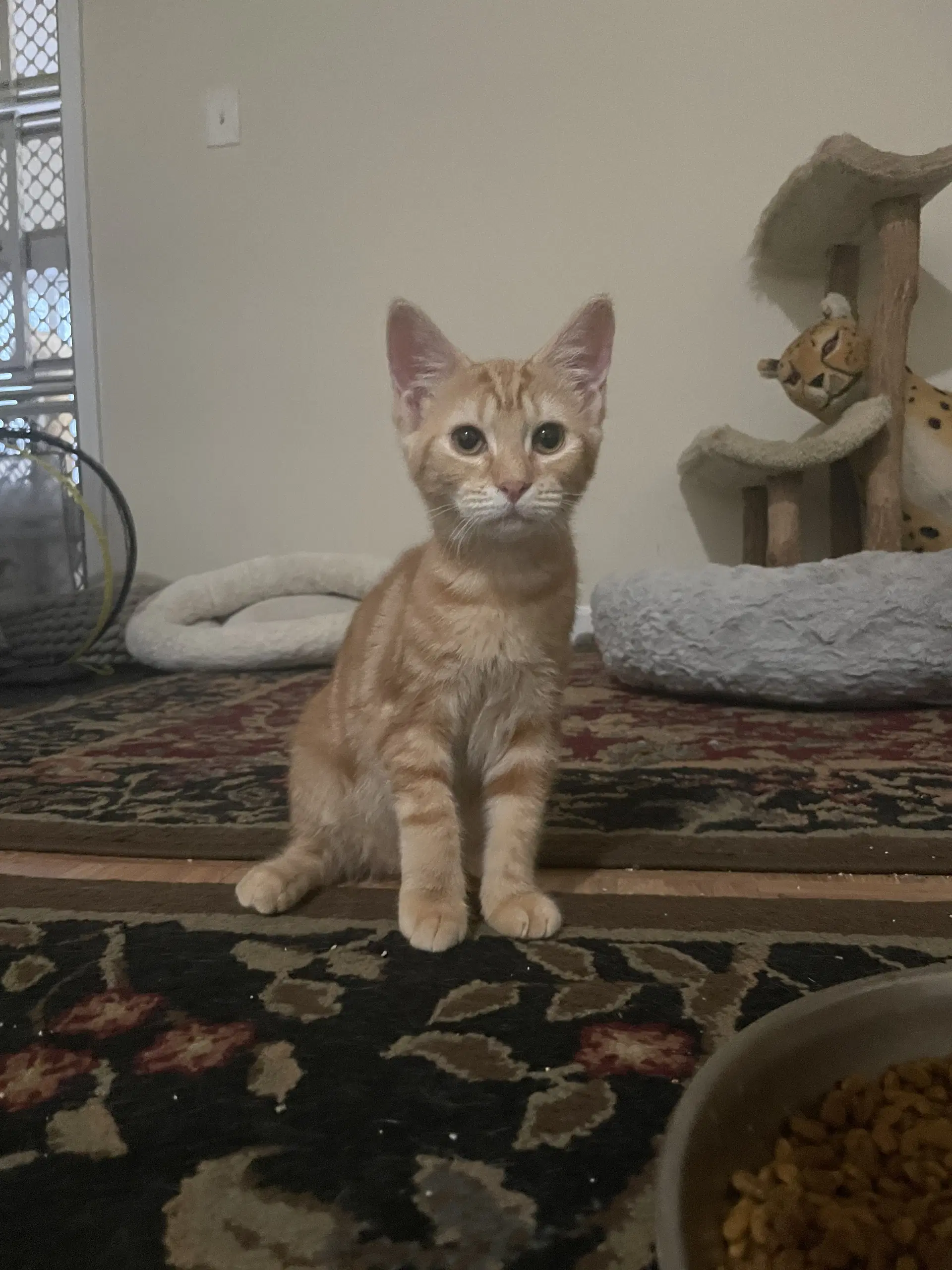 Frankie - Domestic Short Hair
