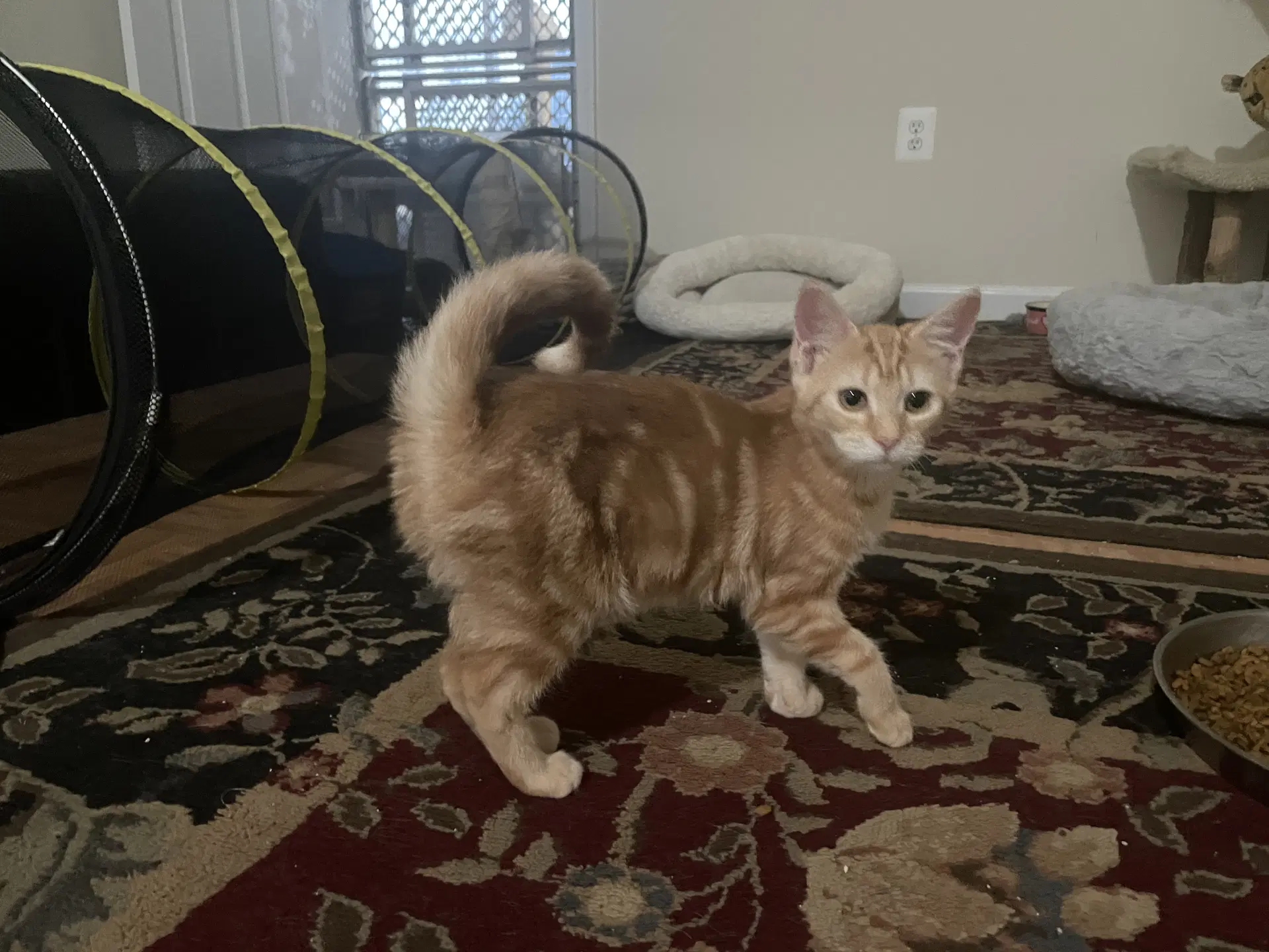 Frankie image 2