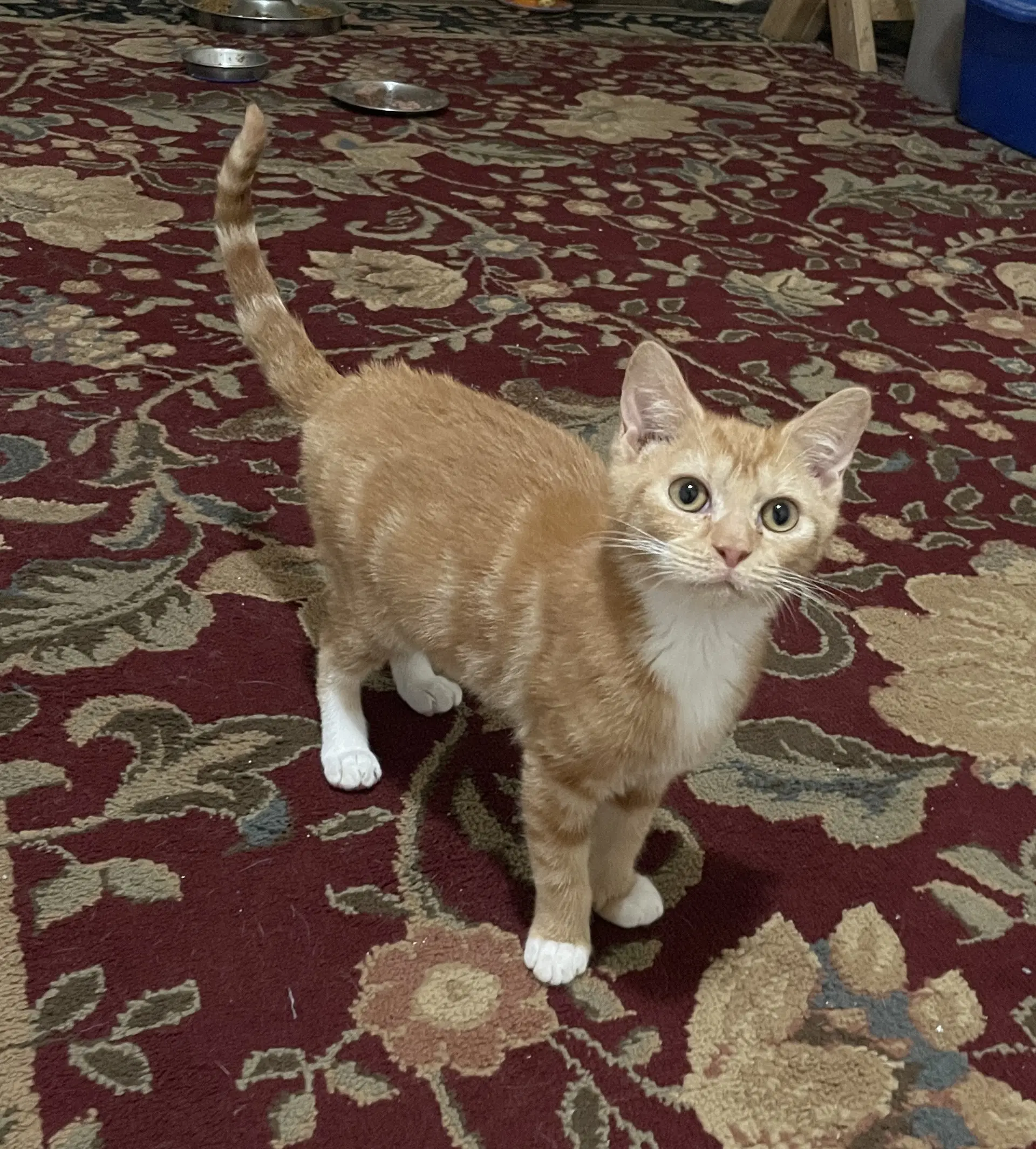 Lux - Domestic Short Hair