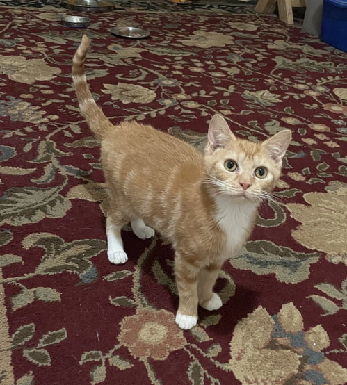 Lux, a Domestic Short Hair (short coat) cat for adoption in Herndon, VA, photo 1 of 2
