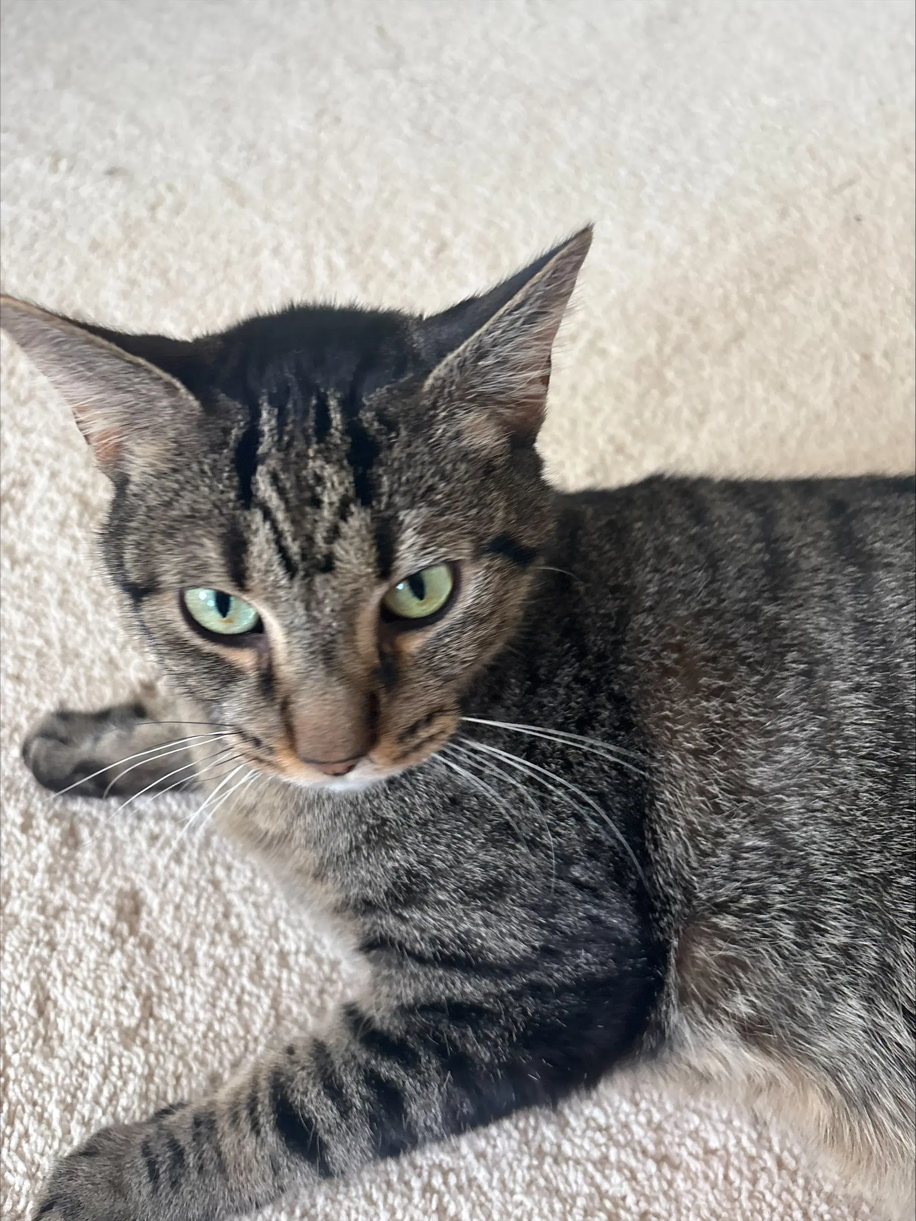 Shadow - Domestic Short Hair