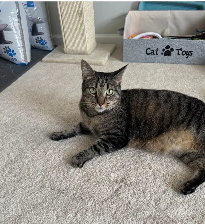 Shadow - Domestic Short Hair