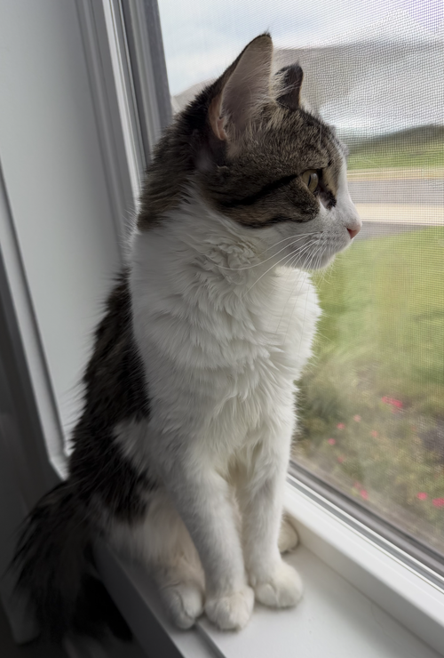 Photo 3 of Momo