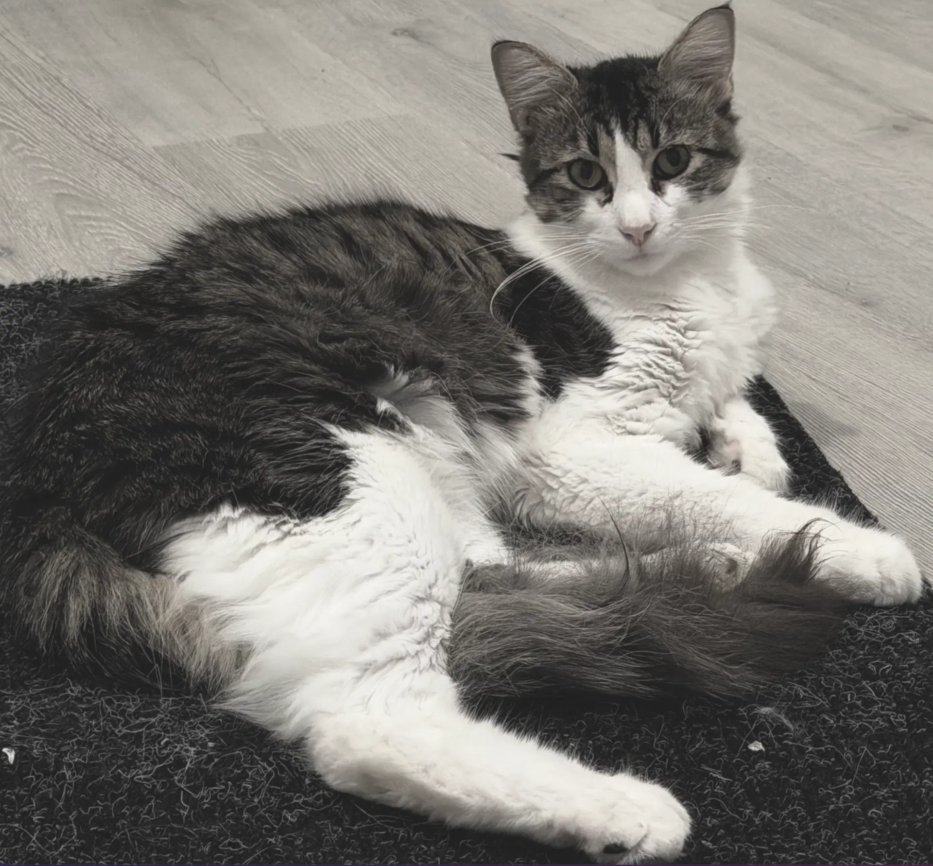 Momo - Domestic Long Hair