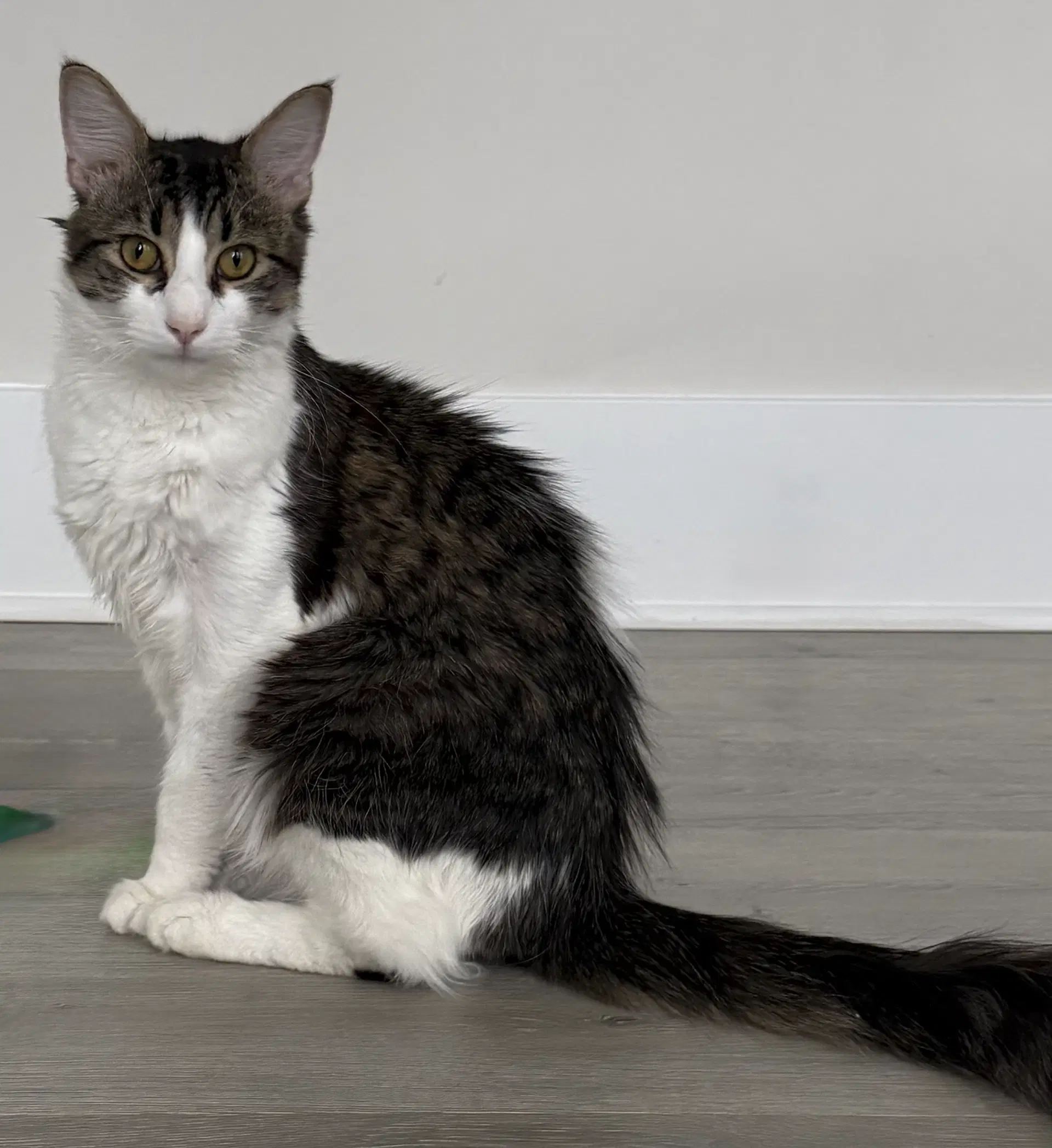 Momo image 2
