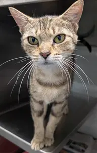 Gypsy - Domestic Short Hair