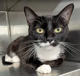 Roxie - Domestic Short Hair