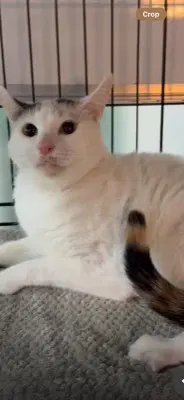 Survi - Domestic Short Hair