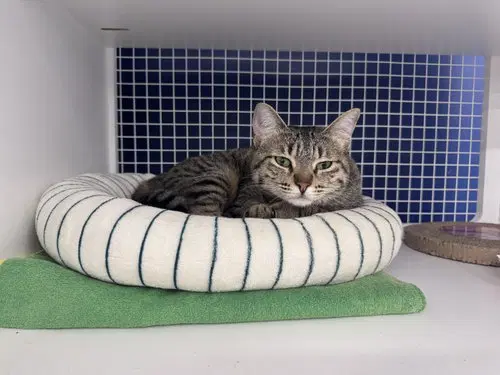 Lila - Domestic Short Hair