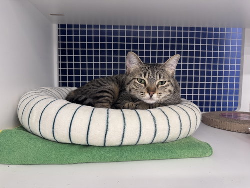 Lila, a Domestic Short Hair (short coat) cat for adoption in Herndon, VA, photo 1 of 2
