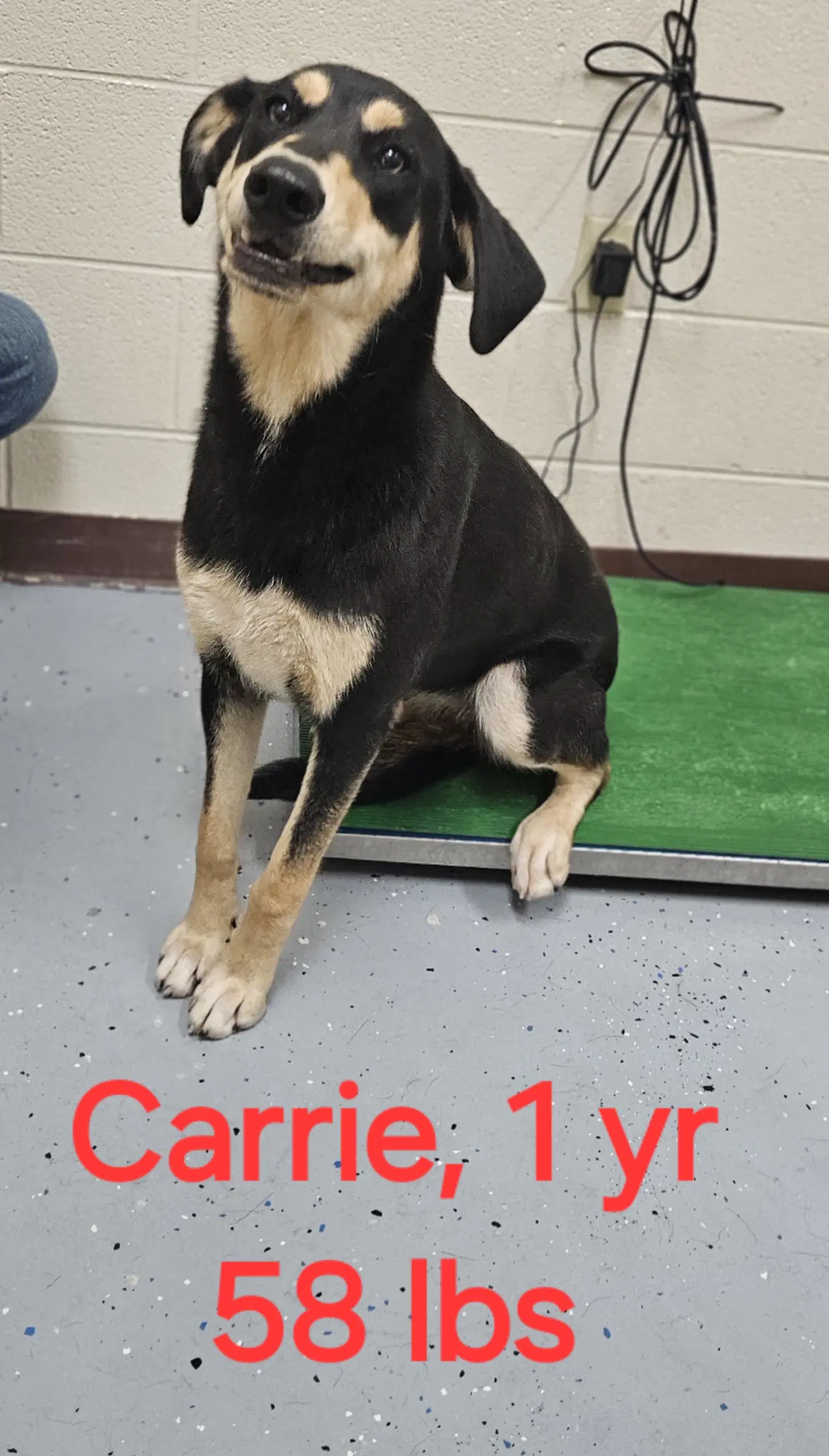 Carrie - Lab/Rottweiler