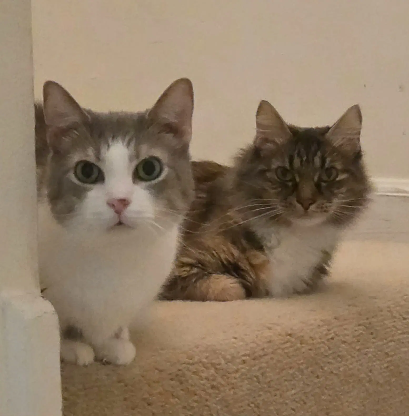 Edward  Eleanor Bonded - Domestic Long Hair